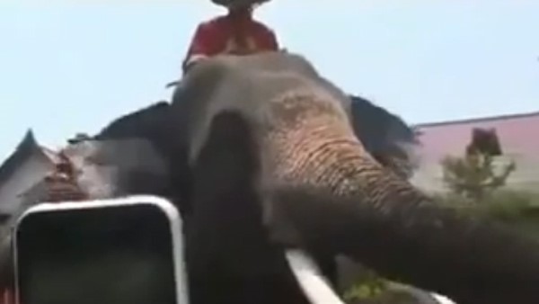 بالفيديو.. فيل يلتهم هاتف فتاة..شاهد أين عثرت عليه!