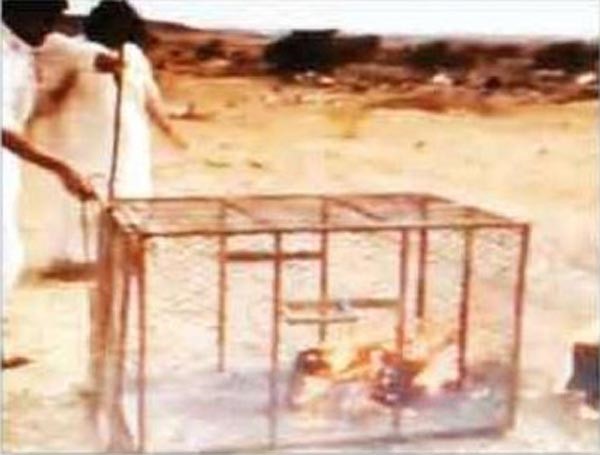 لأول مرة.. السجن والجلد لشباب بتهمة حرق ثعلب
