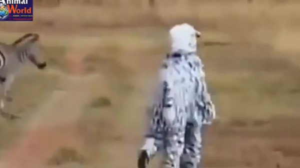 بالفيديو.. أسدان يهاجمان رجلين تنكرا في صورة حمار وحشي!
