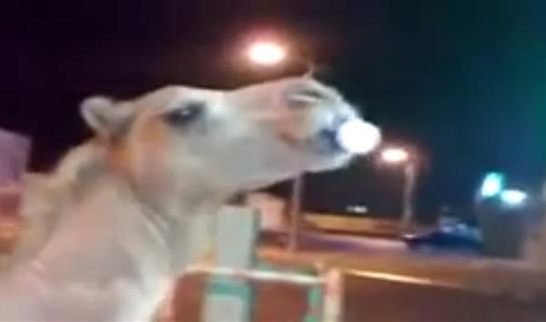 بالفيديو.. شاهد كيف يشرب هذا الجمل مشروبا غازيا