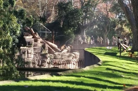 بالفيديو.. نجاة إسباني نهشته ثلاثة أسود بحديقة حيوان ببرشلونة