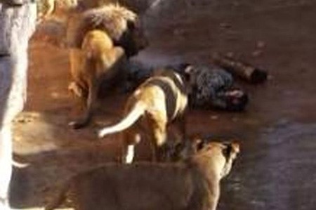 بالفيديو.. نجاة إسباني نهشته ثلاثة أسود بحديقة حيوان ببرشلونة