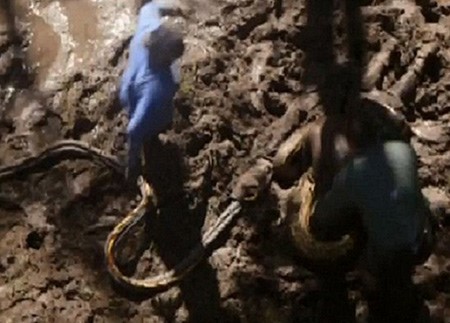 صورة من البرنامج لروسولي وهو يقترب من الافعى بلباسه الواقي