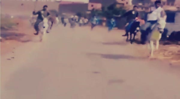 بالفيديو.. أول سباق للحمير في أسيوط على أنغام «بحبك ياحمار»
