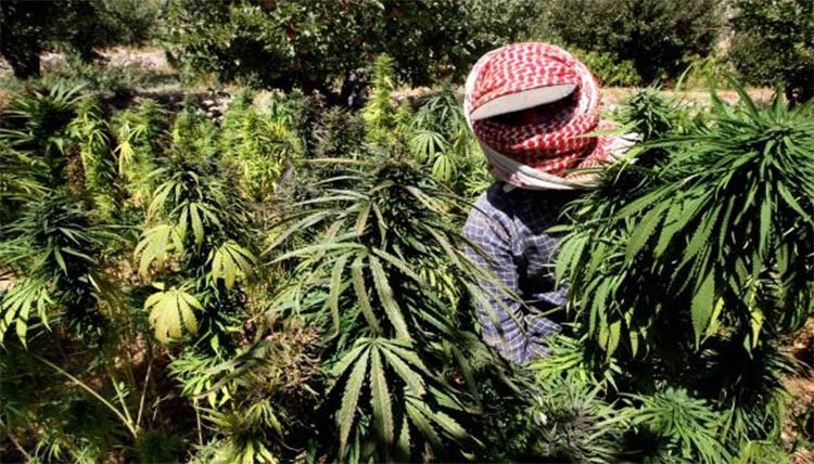 تحريك المطالبة بإباحة زراعة الحشيشة.. والخبير إسكندر: توفر 3 مليارات دولار سنوياً