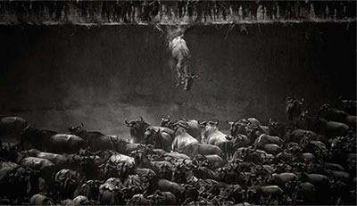الموقع تنزانيا، المصور نيكول كامبري صورة The Great Migration 