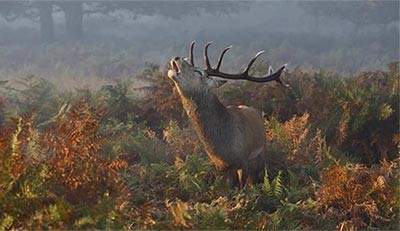الموقع حديقة ريتشموند-لندن، المصور بارشانت ميسوانيى فئة الطبيعة، صورة Stag Deer Bellowing
