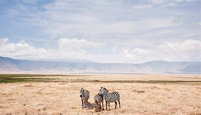 الموقع تنزانيا، المصور زيك تيو فئة الطبيعة، صورة Zebras and the Rim of the Crater