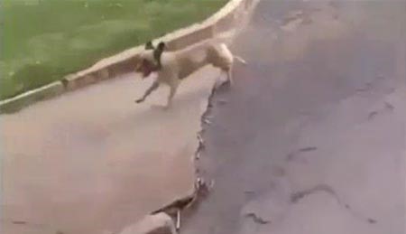 بالفيديو.. كلب وفي يطارد سيارة الإسعاف ليرافق صاحبه إلى المستشفى!