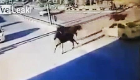 بالفيديو.. حصان يطير في الهواء دورة كاملة بعد اصطدامه بـ سيارة أجرة في فلسطين