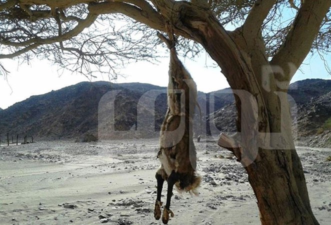 بالصور.. حارس مدرسة في السعودية يقتل ذئبًا هاجمه أثناء عمله