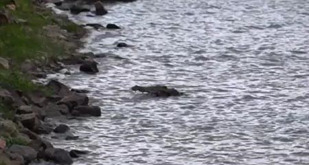فيديو مذهل.. تمساح يصطاد آخر ويلتهمه 