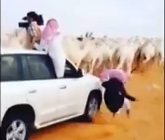 بالفيديو.. سيارة تصدم شخصاً ولا تبالي به لتتابع تصوير الإبل في السعودية 