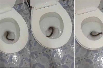بالفيديو والصور.. العثور على «دودة ألفية عملاقة» داخل حمام 