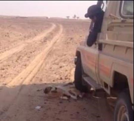 بالفيديو.. شاب خليجي يعذب كلباً بدهسه حياً لعدة مرات حتى الموت وصديقه يصوّره