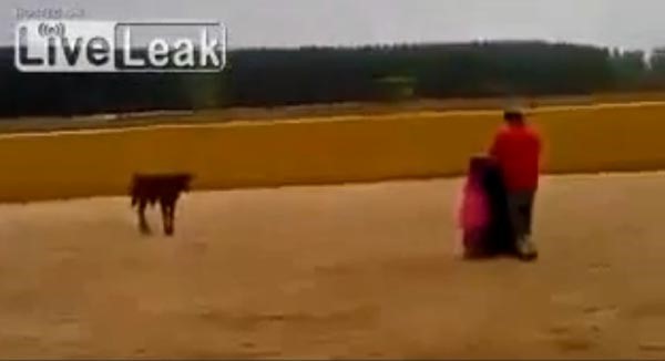 بالفيديو.. رجل يتلقى جزاءا قاسيا بعد مصارعة عجل صغير باستهانة