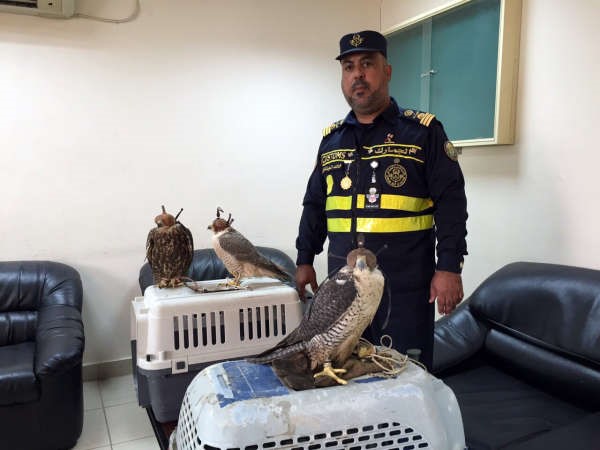 المفتش خالد الفيلكاوي بعد ضبط الصقور الثلاثة النادرة