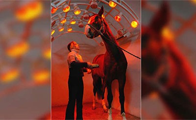 وهذا ما يسمى بجهاز Solarium الذي يعمل على توليد الحرارة، لابقاء الاحصنة دافئة خلال فصول الشتاء الباردة