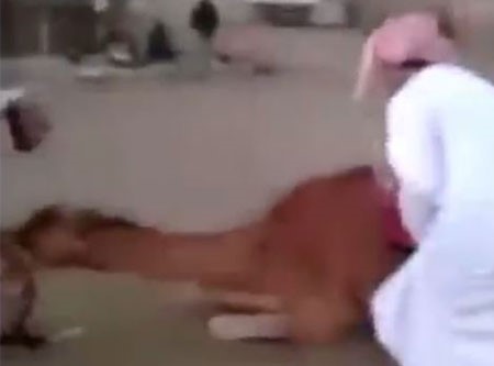 بالفيديو.. جمل متمرد يطيح برجل سعودي حاول ركوبه