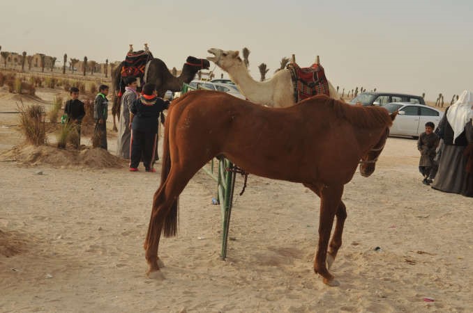 الخيول والابل تنتظر المنافسات القوية﻿