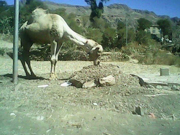 صور مؤثرة لجمل يرابط عند قبر صاحبه لليوم الرابع على التوالي