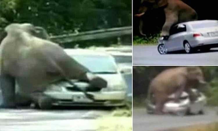 بالفيديو.. فيل غاضب يسحق سيارة سياح تحت اقدامه