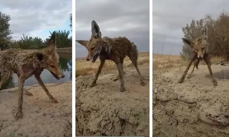 فيديو.. شدة البرد تجمد ثعلباً سقط في بركة بحائل