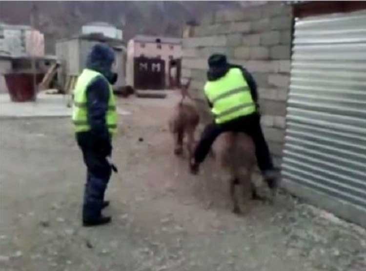 بالفيديو.. لماذا انطلق الحمار حاملا رجل الشرطة ؟