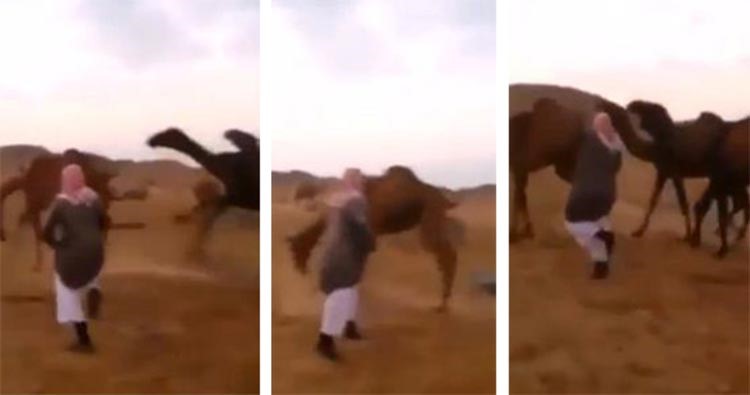فيديو طريف.. إبل ترقص مع شاب سعودي وسط الصحراء بحركات متقنة