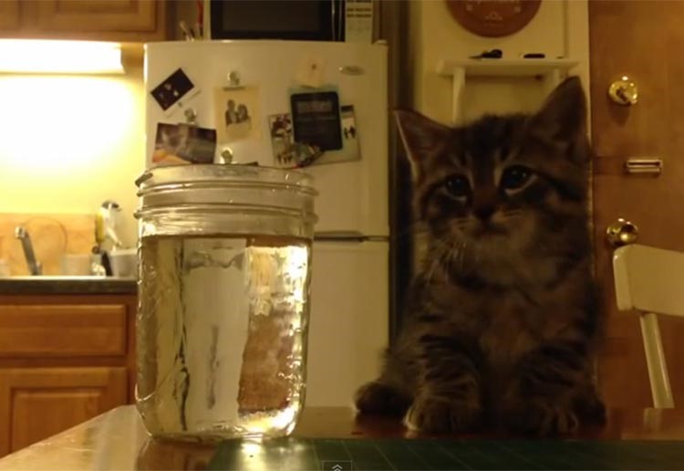 بالفيديو.. شاهد ماذا حدث لـ«قطة» بعد مشاهدة صورتها في الماء 
