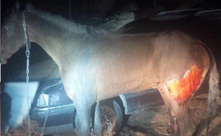 صورة: جانٍ يحرق حصاناً بعد سكْب البنزين عليه في السعودية 