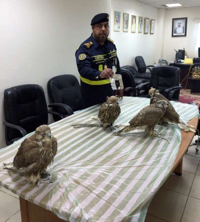 والصقور المدربة في شباك رجال ميناء الدوحة