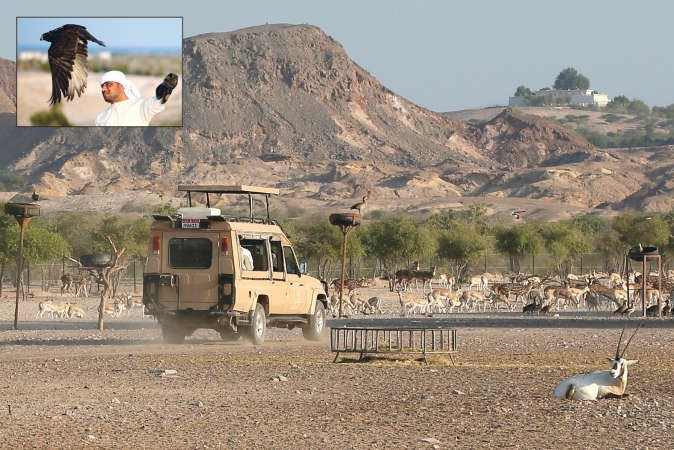 سياح في جزيرة بني ياس في ابوظبي حيث تمكن النشاط السياحي في الامارات من احداث طفرة لطيران الامارات والاتحاد بشكل دفع شركات طيران اميركية الى القلق من المنافسة المشتـدة للطيـران الخليـجي وفي الاطـار امـاراتي في الجزيرة يستعرض مع صقره