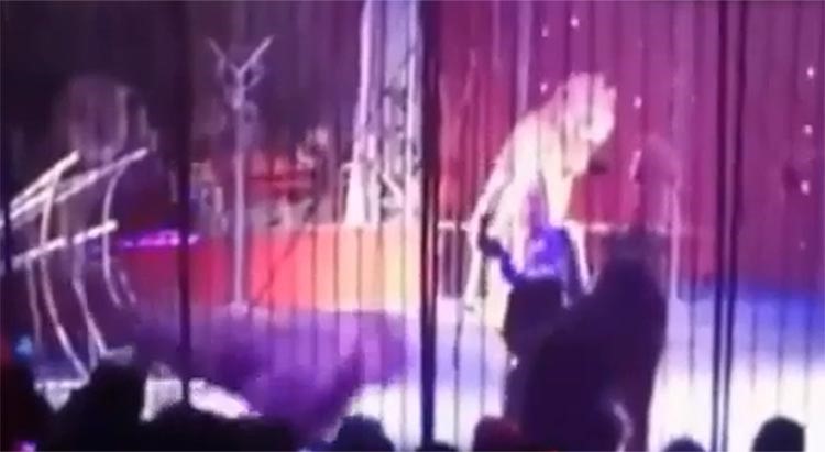 بالفيديو.. أسد كاد يقتل المدربة المصرية فاتن الحلو على أنغام اغنية "بشرة خير" 