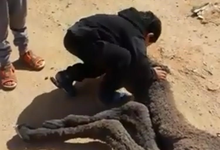 بالفيديو.. طفل سعودي يبكي بحرقة ويقبّل قعوده النافق
