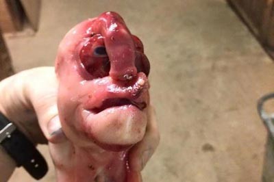 صور مرعبة.. ولادة خنزير بوجه انسان في الصين
