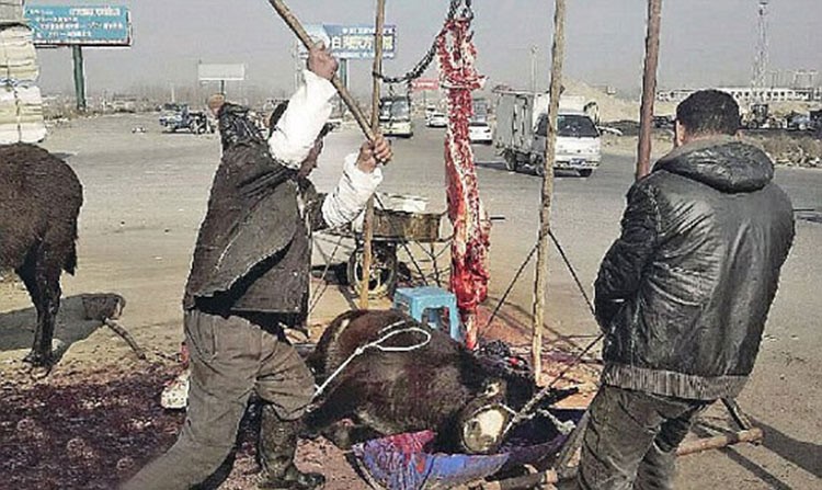 بالصور.. بيع لحوم حمير تُضرب بالمطرقة حتى الموت أمام الزبائن