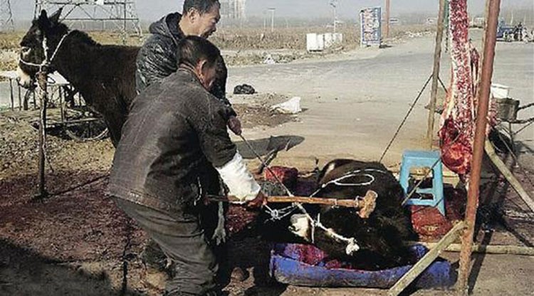 بالصور.. بيع لحوم حمير تُضرب بالمطرقة حتى الموت أمام الزبائن