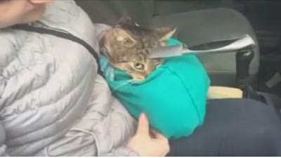 بالفيديو.. قطة في زيارة الطبيب البيطري مع سكين في الرأس