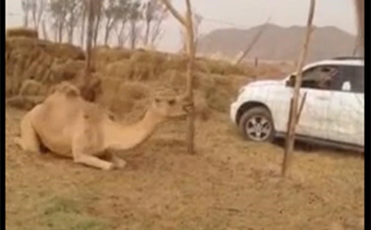 بالفيديو.. خليجي يقتل جملاً بطلق ناري في رأسه.. ومطالبات بمعاقبة الفاعل !