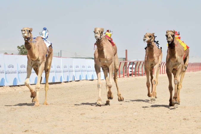 منافسات قوية لافضل الابل في البطولة﻿