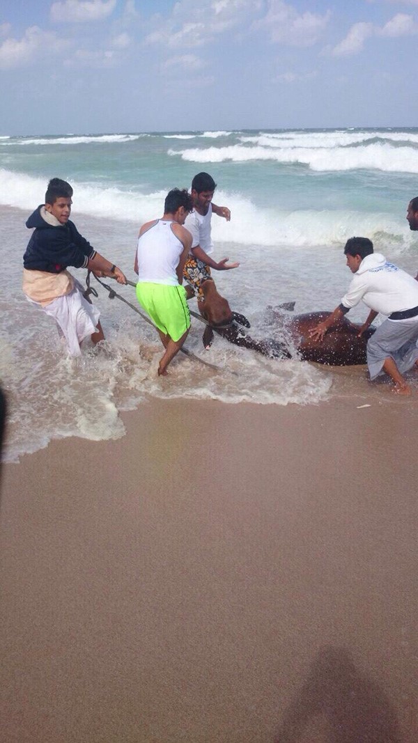 بالفيديو.. أبقار تسبح في البحر وعمانيون ينقلونها للشاطئ