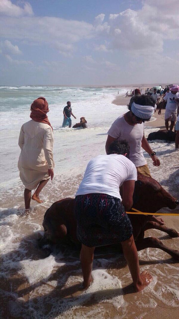 بالفيديو.. أبقار تسبح في البحر وعمانيون ينقلونها للشاطئ