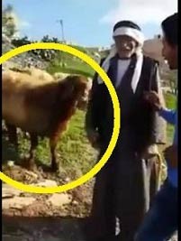 بالفيديو: نطحة خروف لرجل أردني مسن تُسقطه أرضاً أثناء استلامه هديته من التلفزيون !