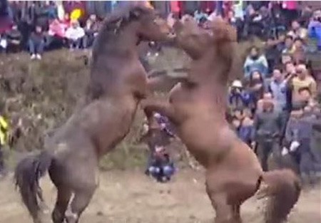بالفيديو.. أقوى مصارعة دموية بين خيول صينية