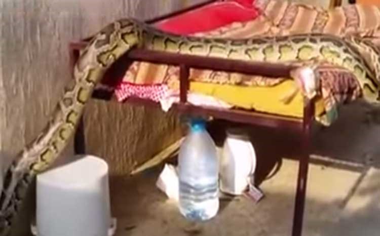بالفيديو.. سعودي يرسل ابنه لسحب "غترة" من قبضة ثعبان طوله 3 أمتار!