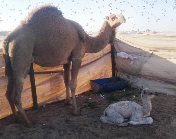 الناقة لميس وصغيرتها بعد ساعات من الولادة مسعد حسني