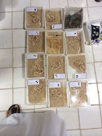 امتعة المواطنين التي رفض رجال الجمارك فتحها حتى لا تتسرب منها الزواحف والثعابين الى ارجاء المطار