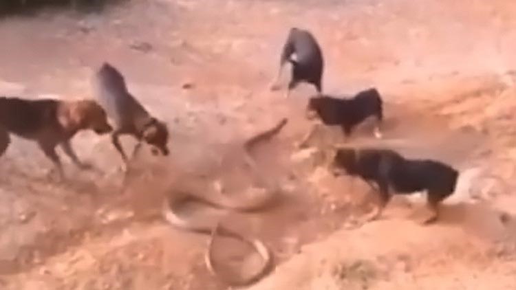 بالفيديو.. معركة بين كوبرا عملاقة وقطيع من الكلاب