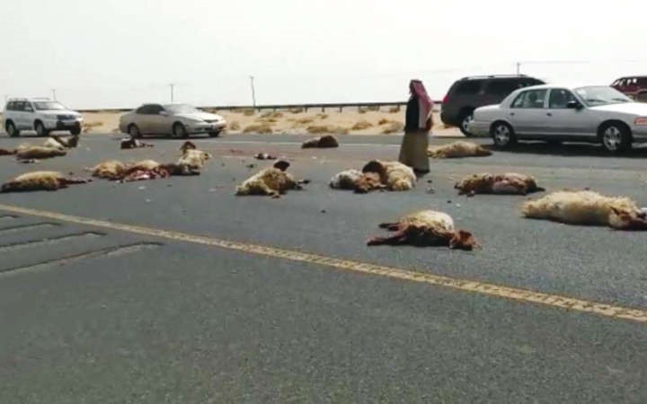الخراف وقد تناثرت على الاسفلت بعد مصرعها﻿